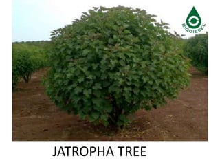 JATROPHA TREE
 