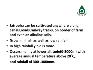  Jatropha can be cultivated anywhere along
canals,roads,railway tracks, on border of farm
and even an alkaline soils.
 Grown in high as well as low rainfall.
 In high rainfall yield is more.
 Occurs mainly at lower altitude(0-500Cm) with
average annual temperature above 200C,
and rainfall of 300-1000mm.
 