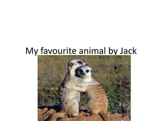 My favourite animal by Jack
 