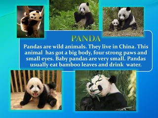 Pandas are wild animals. They live in China. This 
animal has got a big body, four strong paws and 
small eyes. Baby pandas are very small. Pandas 
usually eat bamboo leaves and drink water. 
 