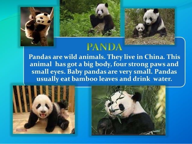 My favourite animal introduction image