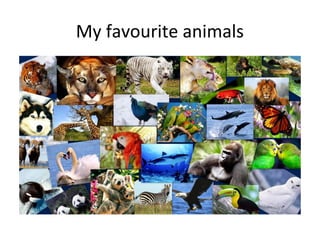 My favourite animals