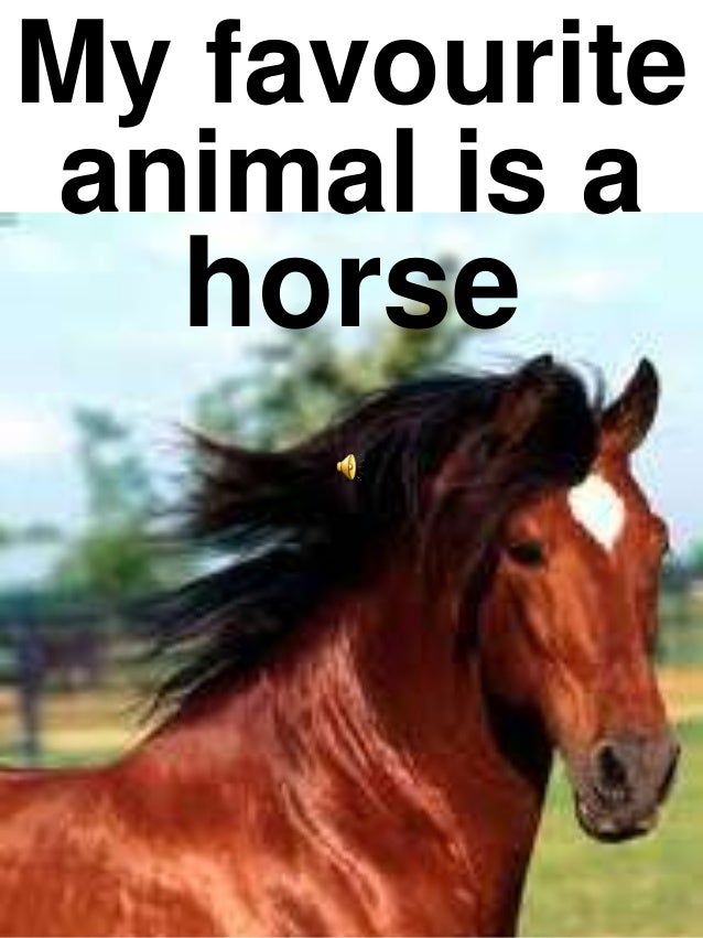 My favourite animal