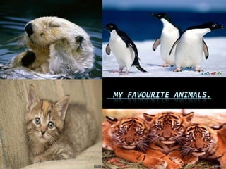 MY FAVOURITE ANIMALS. 
 