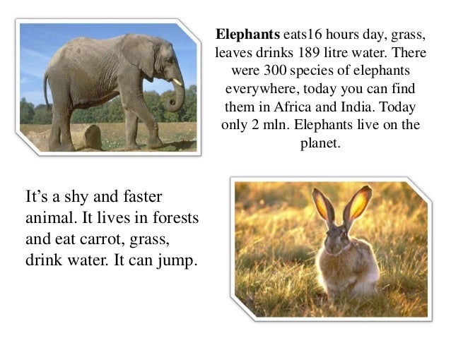 My favorite animal essay