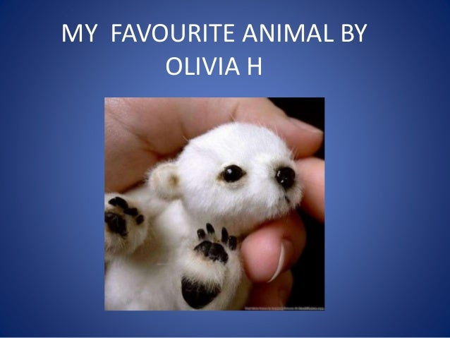 My favourite animal