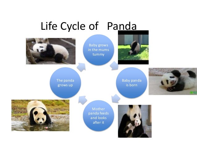 essay on my favourite animal cat essay on my favourite animal cat