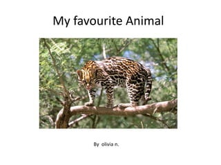 My favourite Animal
By olivia n.
 