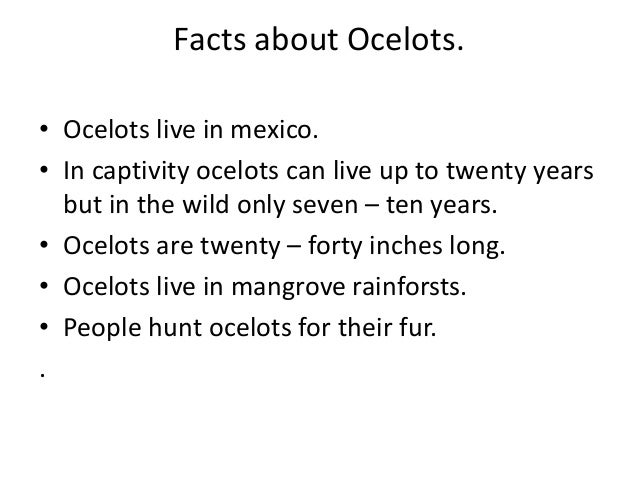 ocelots notes facts Free rainforest information for kids and teachers includes maps, pictures, and interviews with scientists. ocelots notes facts Free rainforest information for kids and teachers includes maps, pictures, and interviews with scientists.
