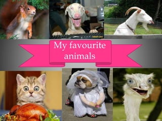 My favourite 
animals 
 