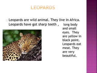 Leopards are wild animal. They live in Africa. 
Leopards have got sharp teeth , long body 
and small 
eyes. They 
are yellow in 
black point. 
Leopards eat 
meat. They 
are very 
beautiful. 
 