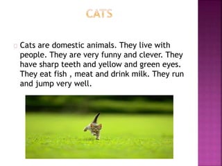 Cats are domestic animals. They live with 
people. They are very funny and clever. They 
have sharp teeth and yellow and green eyes. 
They eat fish , meat and drink milk. They run 
and jump very well. 
 