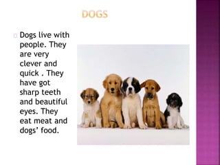 Dogs live with 
people. They 
are very 
clever and 
quick . They 
have got 
sharp teeth 
and beautiful 
eyes. They 
eat meat and 
dogs’ food. 
 