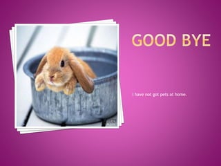 I have not got pets at home. 
