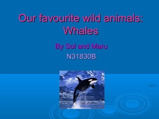 Our favourite wild animals:Our favourite wild animals:
WhalesWhales
By Sol and MaruBy Sol and Maru
N31830BN31830B
 