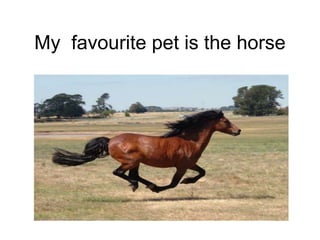 My favourite pet is the horse
 