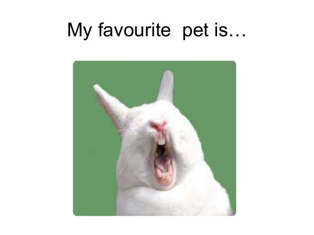My favourite pet is...