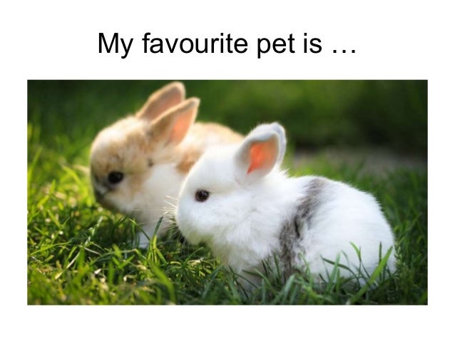 My favourite pet is...