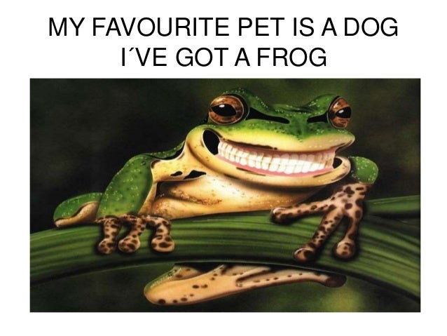 My favourite pet is...