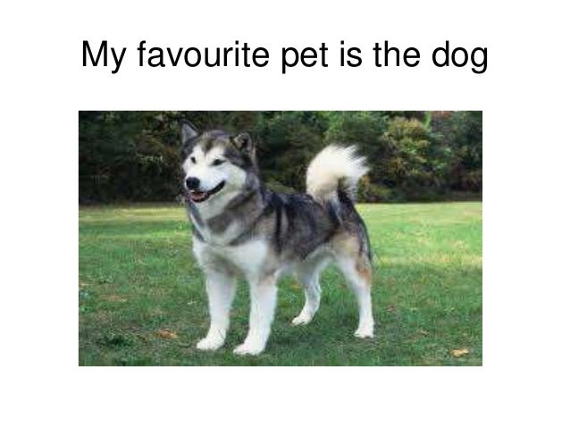 My favourite pet is...