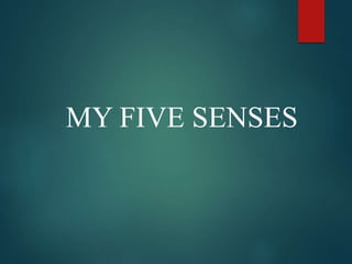 MY FIVE SENSES
 