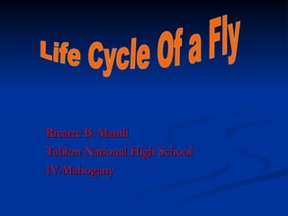The Life Cycle of a Fly