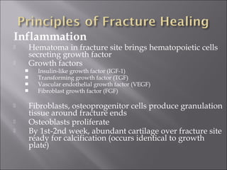 Inflammation
 Hematoma in fracture site brings hematopoietic cells
secreting growth factor
 Growth factors
 Insulin-like growth factor (IGF-1)
 Transforming growth factor (TGF)
 Vascular endothelial growth factor (VEGF)
 Fibroblast growth factor (FGF)
 Fibroblasts, osteoprogenitor cells produce granulation
tissue around fracture ends
 Osteoblasts proliferate
 By 1st-2nd week, abundant cartilage over fracture site
ready for calcification (occurs identical to growth
plate)
 