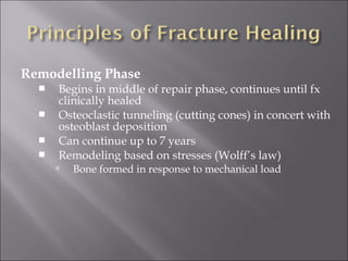 Remodelling Phase
 Begins in middle of repair phase, continues until fx
clinically healed
 Osteoclastic tunneling (cutting cones) in concert with
osteoblast deposition
 Can continue up to 7 years
 Remodeling based on stresses (Wolff’s law)
 Bone formed in response to mechanical load
 