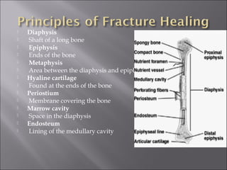  Diaphysis
 Shaft of a long bone
 Epiphysis
 Ends of the bone
 Metaphysis
 Area between the diaphysis and epiphyses
 Hyaline cartilage
 Found at the ends of the bone
 Periostium
 Membrane covering the bone
 Marrow cavity
 Space in the diaphysis
 Endosteum
 Lining of the medullary cavity
 