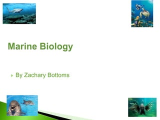    By Zachary Bottoms
 