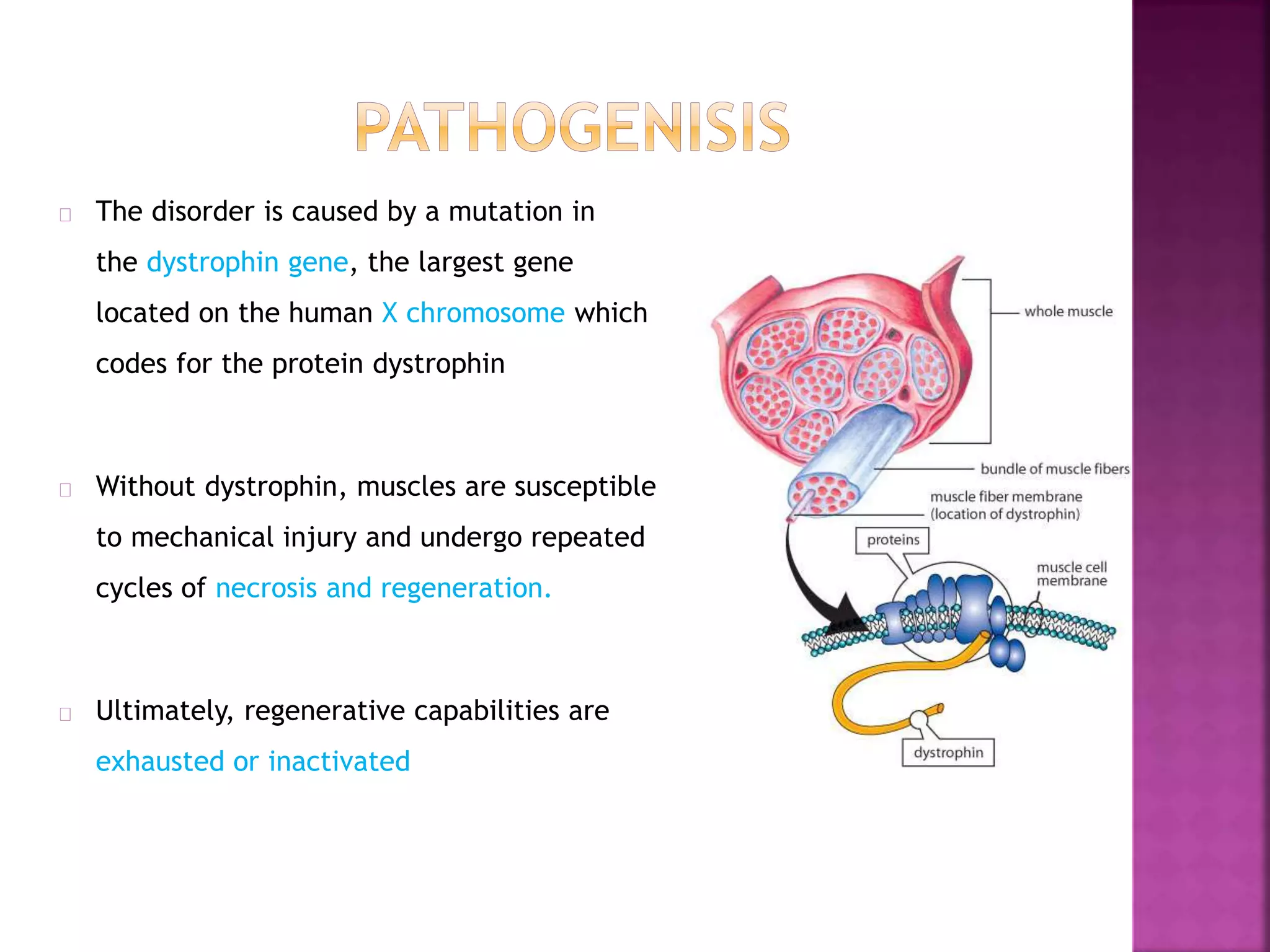 The disorder is caused by a mutation in 
the dystrophin gene, the largest gene 
located on the human X chromosome which 
codes for the protein dystrophin 
Without dystrophin, muscles are susceptible 
to mechanical injury and undergo repeated 
cycles of necrosis and regeneration. 
Ultimately, regenerative capabilities are 
exhausted or inactivated 
 
