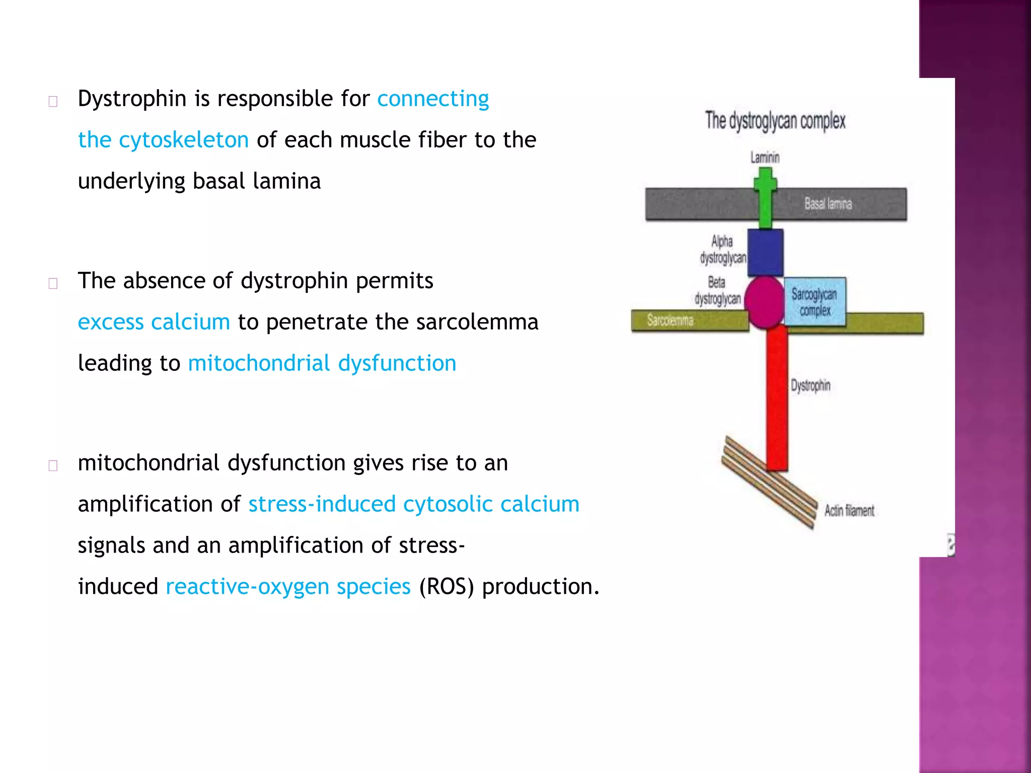 Dystrophin is responsible for connecting 
the cytoskeleton of each muscle fiber to the 
underlying basal lamina 
The absence of dystrophin permits 
excess calcium to penetrate the sarcolemma 
leading to mitochondrial dysfunction 
mitochondrial dysfunction gives rise to an 
amplification of stress-induced cytosolic calcium 
signals and an amplification of stress-induced 
reactive-oxygen species (ROS) production. 
 