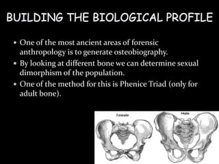  One of the most ancient areas of forensic
anthropology is to generate osteobiography.
 By looking at different bone we can determine sexual
dimorphism of the population.
 One of the method for this is Phenice Triad (only for
adult bone).
 