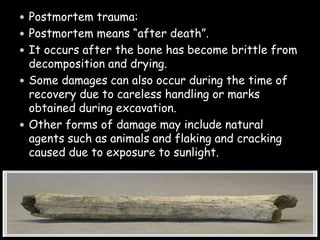  Postmortem trauma:
 Postmortem means “after death”.
 It occurs after the bone has become brittle from
decomposition and drying.
 Some damages can also occur during the time of
recovery due to careless handling or marks
obtained during excavation.
 Other forms of damage may include natural
agents such as animals and flaking and cracking
caused due to exposure to sunlight.
 