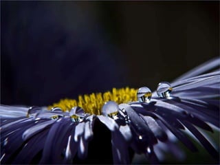 My heart will go on...