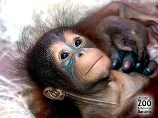 My heart will go on...