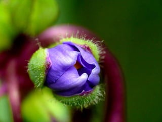 My heart will go on...