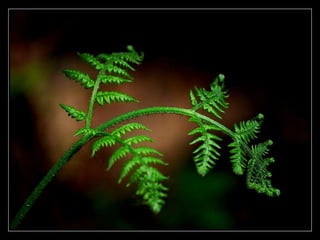 My heart will go on...