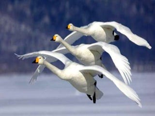 My heart will go on...