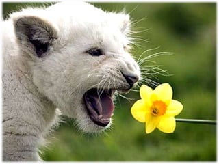 My heart will go on...