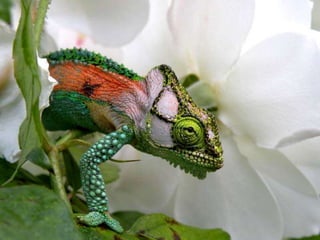 My heart will go on...