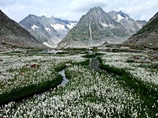 My heart will go on...