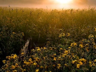 My heart will go on...