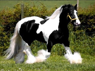 My heart will go on...