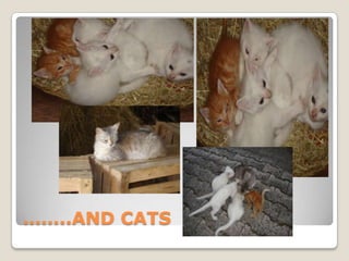……..AND CATS
 