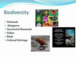Biodiversity
 Wetlands
 Mangrove
 Terrestrial Mammals
 Fishes
 Birds
 Cultural Heritage

 
