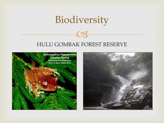 Biodiversity


HULU GOMBAK FOREST RESERVE

 