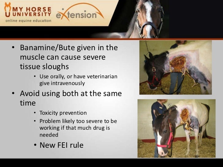 Lameness in the Performance Horse (Rashmir)