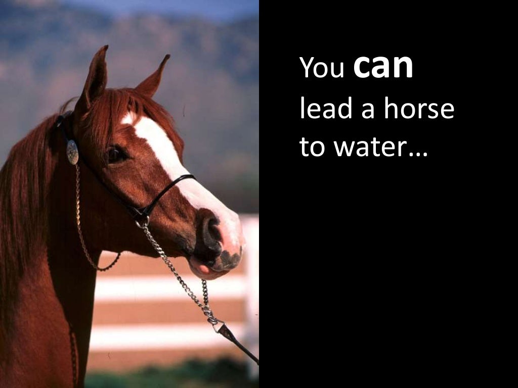 My Horse Won't Drink