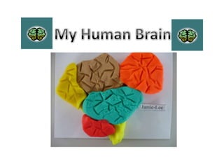 My Human Brain  